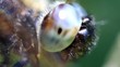 Fassettenauge einer Plattbauchlibelle