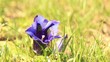 Enziane Bergwiese (Gentiana)