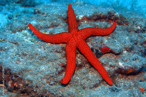 Photo: Roter Seestern (Echinaster sepositus) Roter Seestern (Echinaster sepositus)