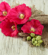 Pink mallow flowers on wooden background