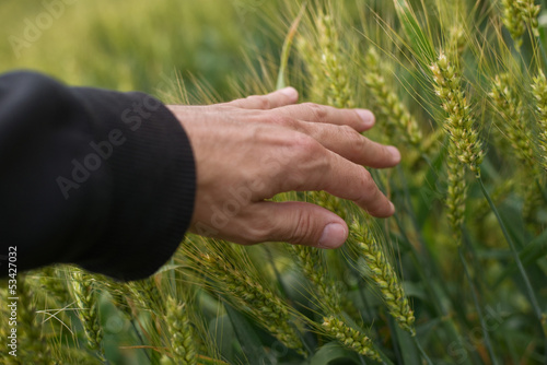 Photo: Farmer in wheat field Farmer in wheat field