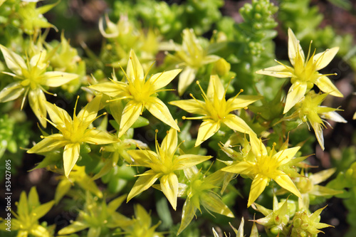 Photo: Yellow crassula blossoms Yellow crassula blossoms