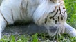 White tiger