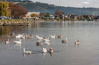 flock of domestic geese on lake Rotorua