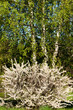 Prunus tomentosa