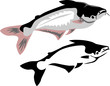 pangasius