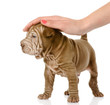 female hand patting sharpei puppy dog. isolated on white 