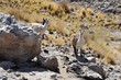 Lamas