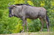 Blue wildebeest (Connochaetes taurinus) standing