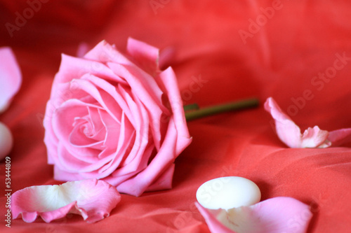 Photo: rose rose