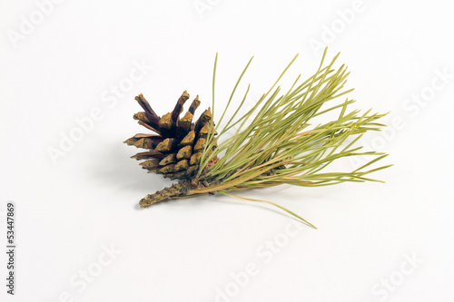 Photo: cone on the white background cone on the white background