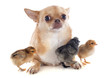 young chicks and chihuahua