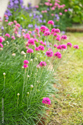 Photo: Gazon d'Espagne rose dans un jardin Gazon d'Espagne rose dans un jardin