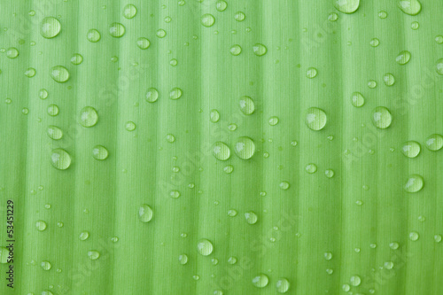 Photo: Droplets water on beautiful banana leaf Droplets water on beautiful banana leaf