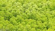 mangrove forest