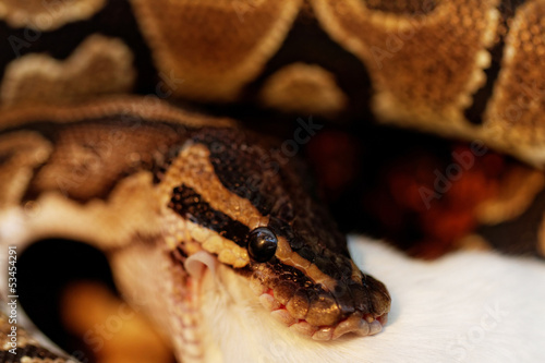 Photo: ball python ball python
