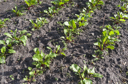 Photo: Beets in the organic vegetable garden. Beets in the organic vegetable garden.