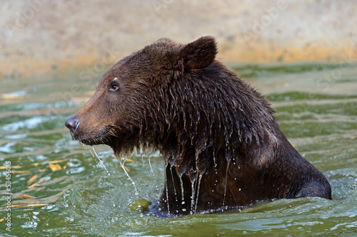 Photo: brown bear brown bear