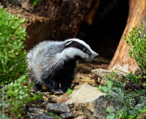 Photo: Badger Badger