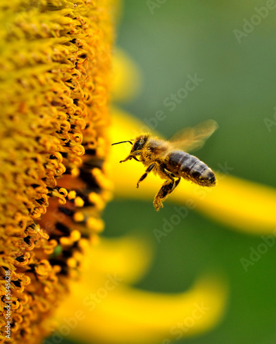 Photo: Bee Bee