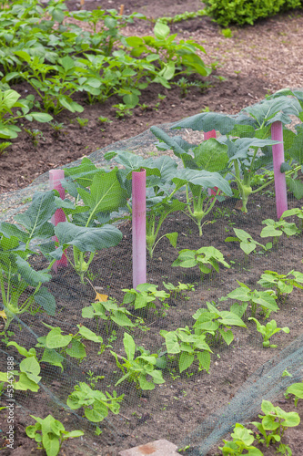 Photo: Gemüsegarten Gemüsegarten
