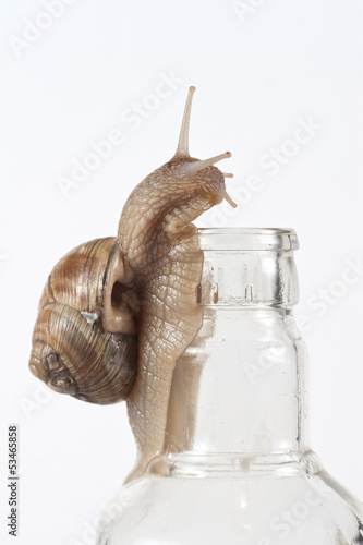 Photo: Garden Snail Garden Snail