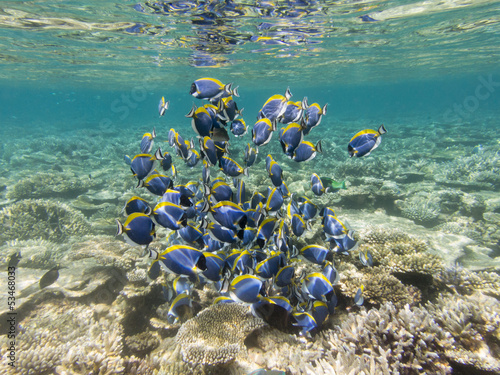 Photo: School of Powderblue Surgeonfish School of Powderblue Surgeonfish