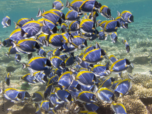 Photo: School of Powderblue Surgeonfish School of Powderblue Surgeonfish