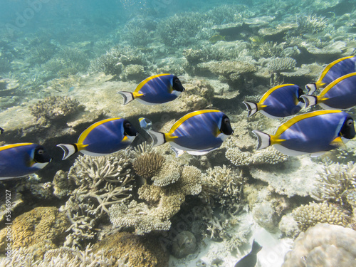 Photo: Powderblue Surgeonfish Powderblue Surgeonfish