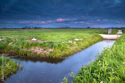 Photo: white swan on nest by river at sunset white swan on nest by river at sunset