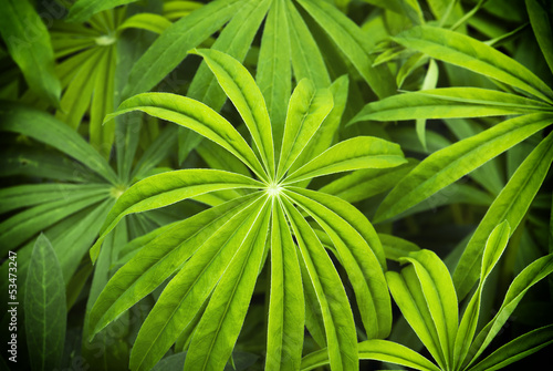 Photo: Leaves of lupinus Leaves of lupinus
