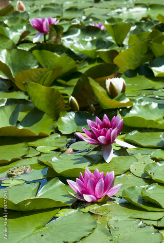 Photo: Pink water lily on the water Pink water lily on the water