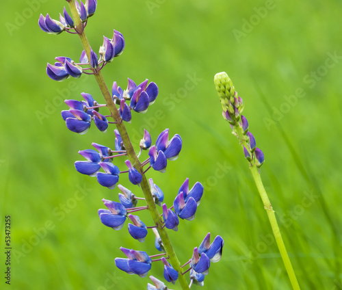 Photo: Flowering lupine Flowering lupine