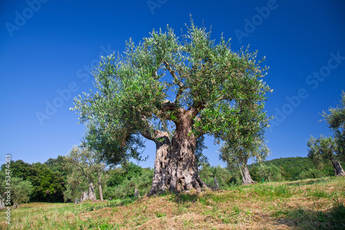 Photo: olive tree olive tree