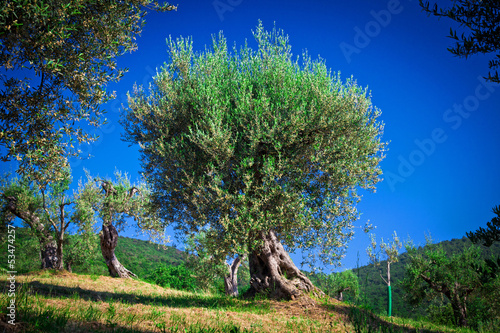 Photo: olive tree olive tree