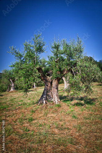 Photo: olive tree olive tree