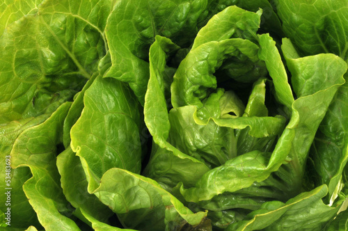 Photo: Cœur de salade Cœur de salade