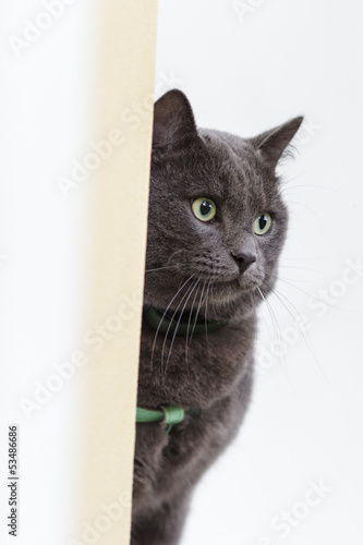 Photo: gray cat siting on the surface gray cat siting on the surface