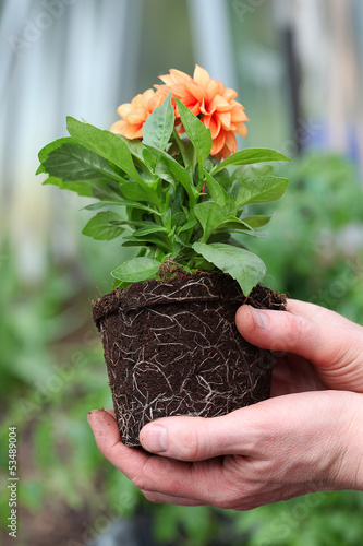 Photo: Back of dahlia seedling Back of dahlia seedling
