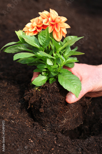 Photo: Planting dahlia seedling Planting dahlia seedling
