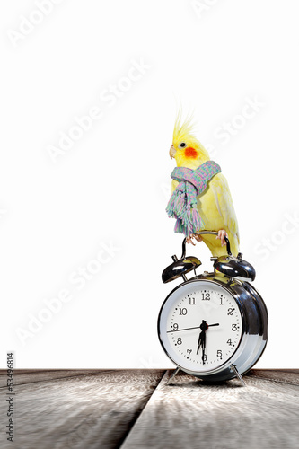 Photo: Parrot sitting on alarm clock Parrot sitting on alarm clock