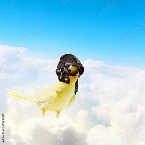 Photo: Parrot in pilot hat Parrot in pilot hat