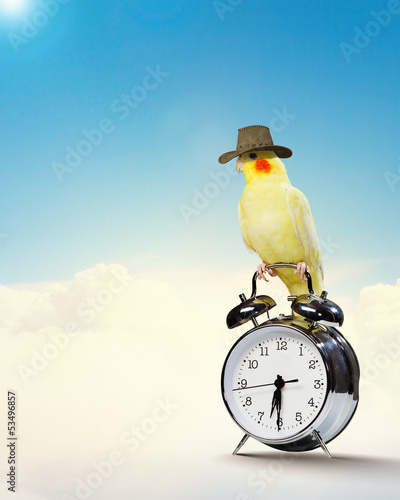 Photo: Parrot sitting on alarm clock Parrot sitting on alarm clock