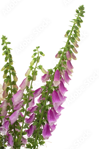 Photo: Digitalis purpurea Digitalis purpurea