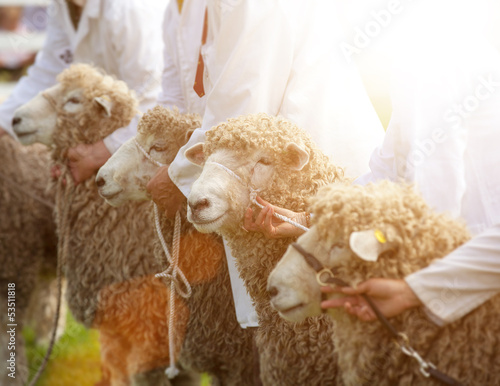 Photo: country sheep show country sheep show