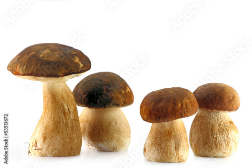 Photo: Four porcini mushroom Four porcini mushroom