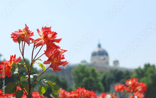 Photo: Roses in the Volksgarten, Vienna Roses in the Volksgarten, Vienna