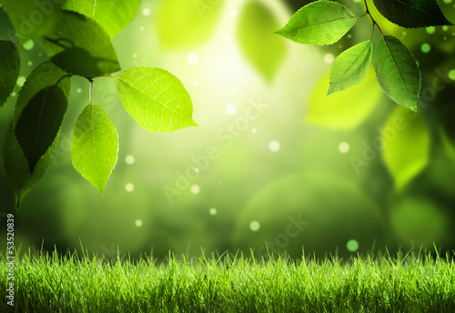 Photo: Spring forest background Spring forest background