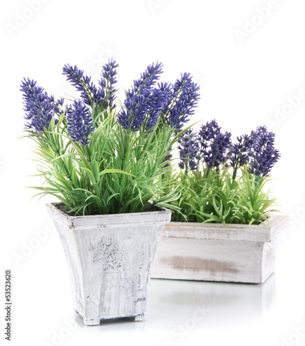 Photo: Beautiful lavender in wooden pots isolated on white Beautiful lavender in wooden pots isolated on white