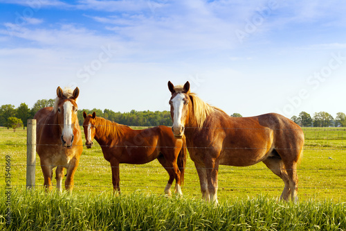 Photo: Horse Horse